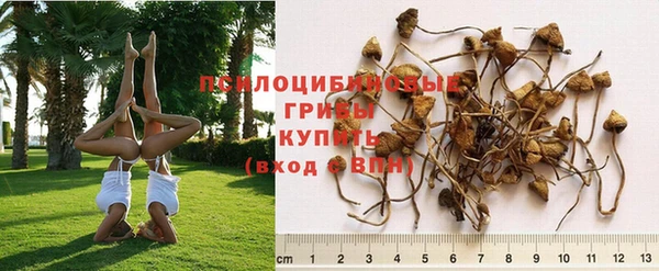 ГАЛЛЮЦИНОГЕННЫЕ ГРИБЫ Заволжье